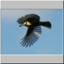 Parus major - Kohlmeise 21.jpg